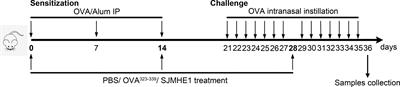 Schistosoma japonicum-derived peptide SJMHE1 ameliorates allergic symptoms and responses in mice with allergic rhinitis
